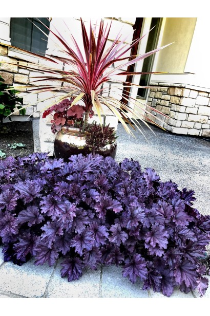 Гейхера фіолетова Форевер Пурпур